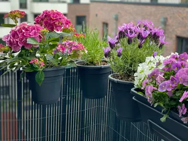 5 great planting ideas for balconies