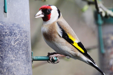 6 Simple Ways To Make Your Garden More Bird-Friendly