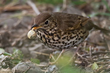 7 Natural Ways to Control Garden Pests