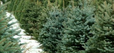A Guide to Buying Christmas Trees
