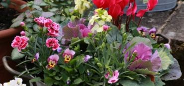 A Guide to Planting Autumn and Winter Bedding Plants