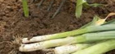 A Guide to Planting Leeks