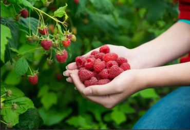 A Guide to Planting Raspberry Canes