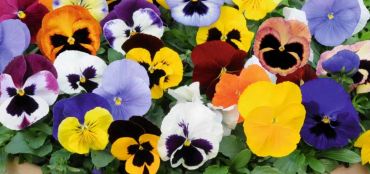 Add Colour with Winter Bedding Plants, Containers and Hanging Baskets