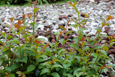 The Magnificent Leucothoe: A Guide to the Stunning Doghobble