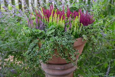 Brighten Your Garden with Autumn Colour