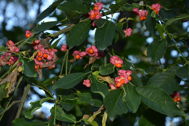 Magical Berry Bushes for the Autumn Garden