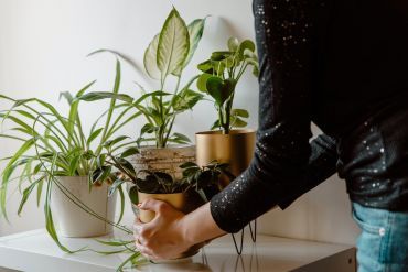 Boost Your Mood & Enjoy The Health Benefits of Indoor House Plants