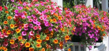 Caring for Hanging Baskets