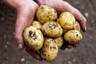 Chitting Seed Potatoes
