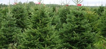 Choosing the Right Christmas Tree