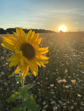 sunflower growing in the meadow