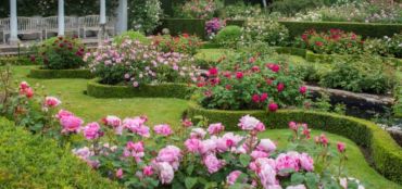 Creating a Fragrant Rose Garden