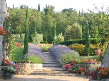 rosemary, lavender, & Italian cypress growing in a garden