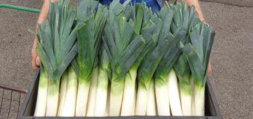 Getting Better Leeks From Your Garden