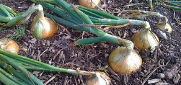 Growing Onions & Shallots