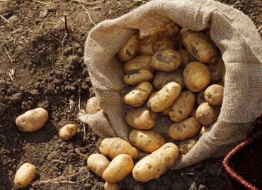 bag of potatoes being planted