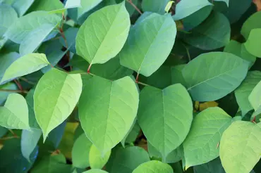 Japanese Knotweed: How to Identify, Manage and Remove It