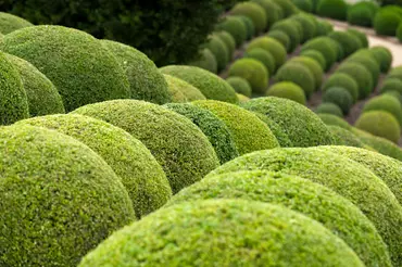How to grow topiary