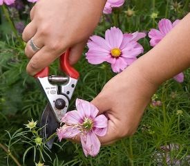 How to Keep Your Summer Flowers in Bloom for Longer