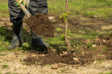 How to Plant a Tree: A Simple Step-by-Step Guide