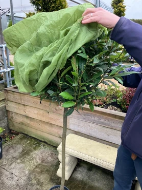 covering a bay tree