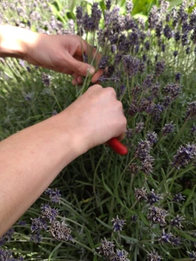 cutting wild lavender