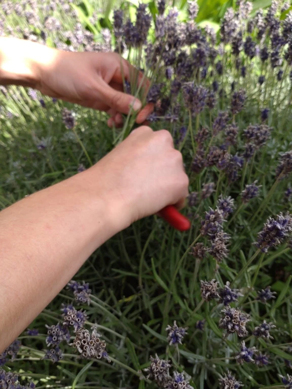 How to Use Dried Lavender from Your Garden