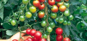 Our Guide to Growing Tomato Plants