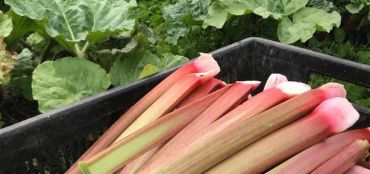 Our own grown Rhubarb