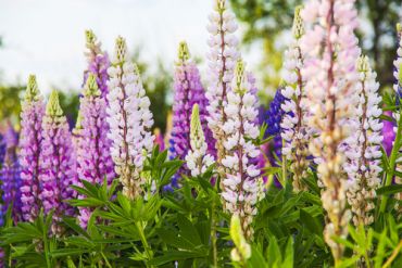 Pimp Your Garden with Herbaceous Perennials