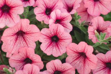 Planting Bedding Plants