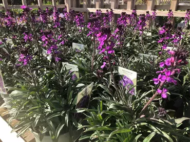 erysimum perennial wallflower