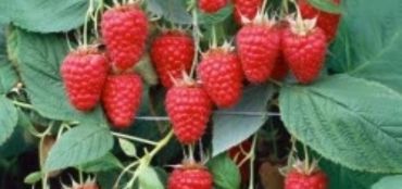 Planting Raspberry Canes – What You Need to Know