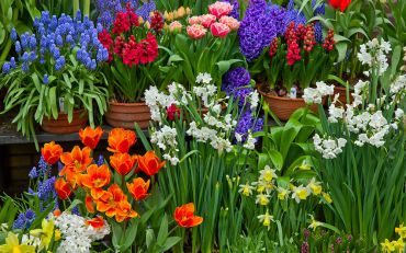 Potted Spring Bulbs