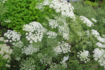 How to Sow and Grow Hardy Annuals