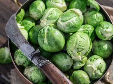 Sprout Harvest for Christmas