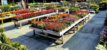 Summer Bedding Plants