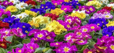 The Joy of Primroses