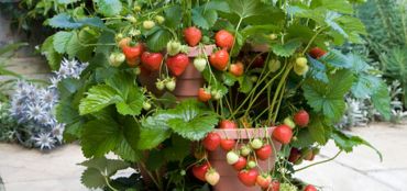 Tips for Growing Fruit in Containers