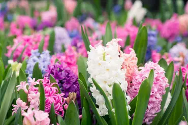 The Ten Best Spring Plants For A Fragrant Garden
