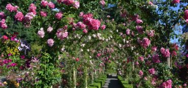 Why Now is the Best Time to Plant Roses