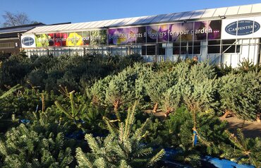 Christmas Trees St Albans