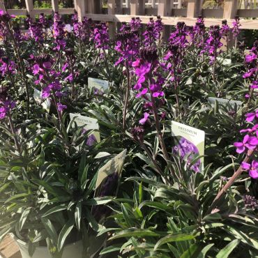 Erysimum Perennial