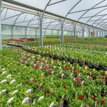 Verbena Grown on Site