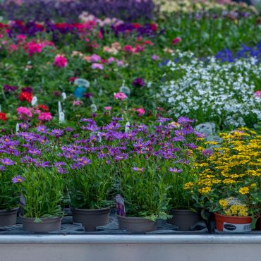 Our Garden Centre