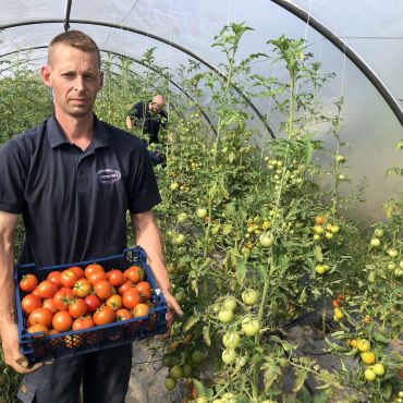 Harvesting Tomatoes