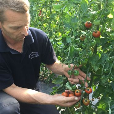 Picking Tomatoes