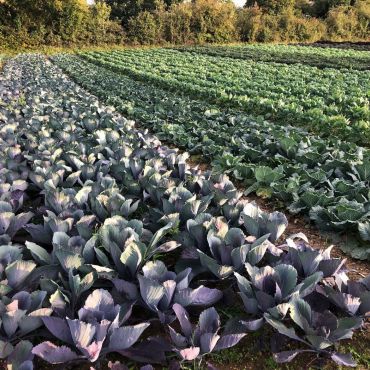 Our Own Grown Red Cabbage