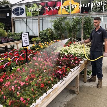 Watering Begonias